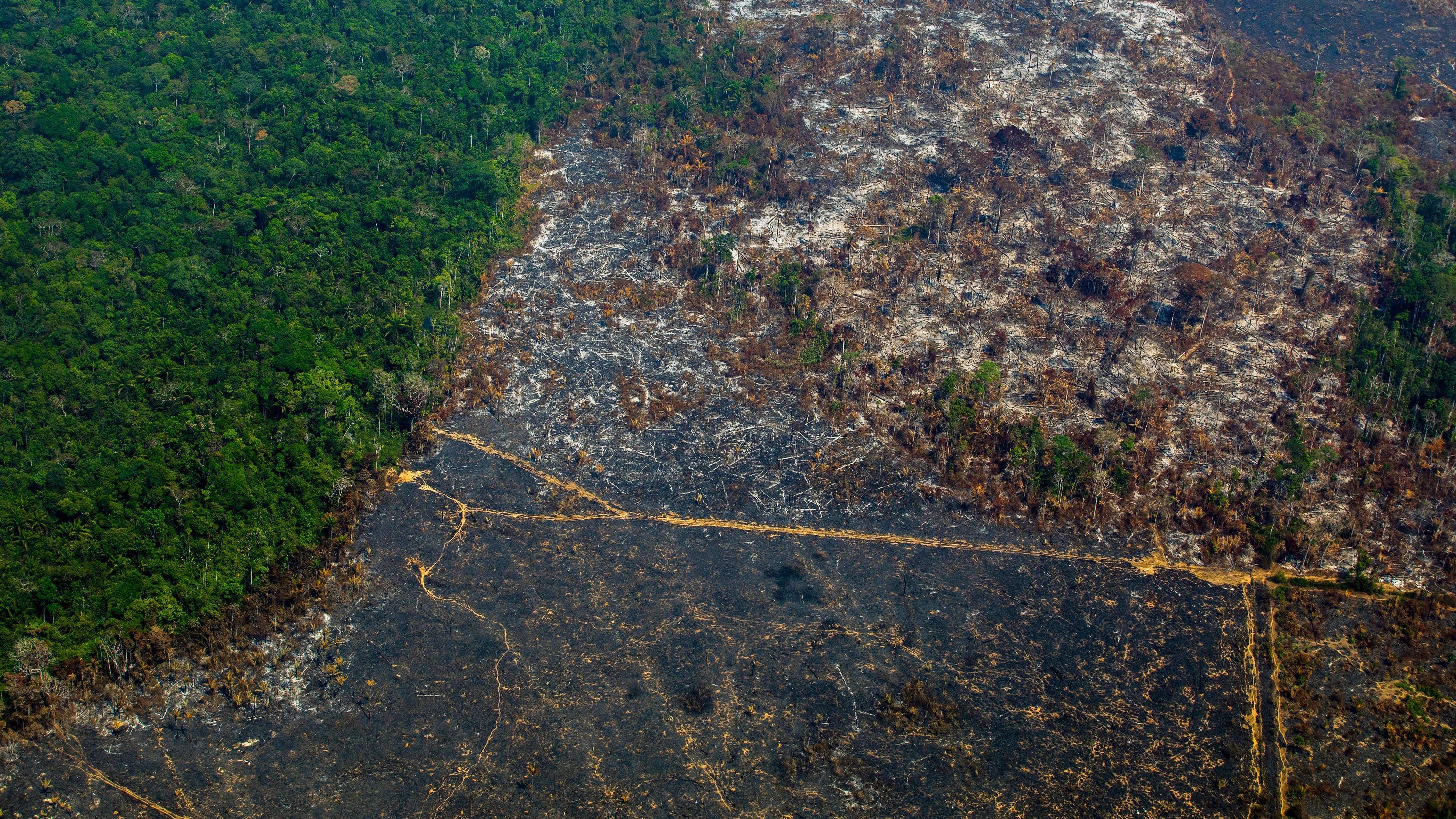 Amazon Rainforest Sees Biggest Spike In Deforestation In Over A Decade Npr