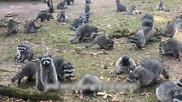 Amerikaanse tuin overspoeld met hongerige wasberen