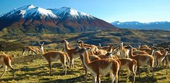 Guanacos in Torres Del Paine