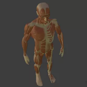 Man Body Human Anatomy 3d model