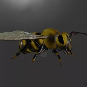 Beauty Bee Animal 3d model