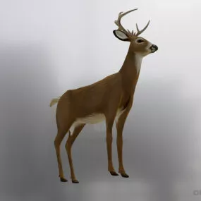 Little Deer Animal 3d model