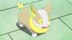 Yamper di Cloe.png