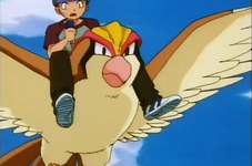 Rudy Pidgeot.png