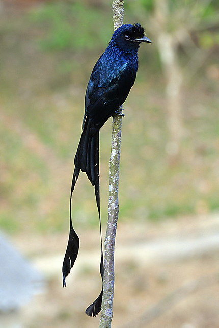 L'oiseau du paradis