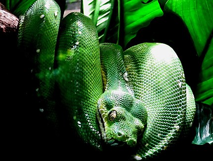 Zoo du jardin des plantes (vivarium) 