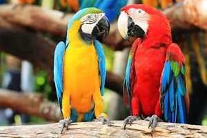 Monte casino bird park