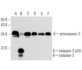 caspase-3 Antibody (31A1067) - Western Blotting - Image 17679 