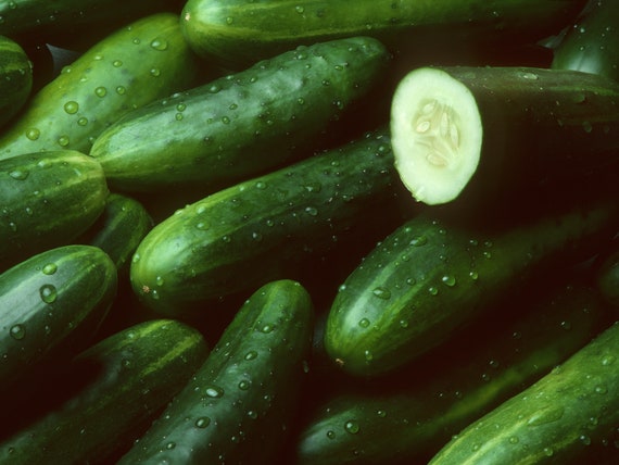 A Bunch of Cucumbers Have Been Recalled Amid a Widespread Salmonella Outbreak