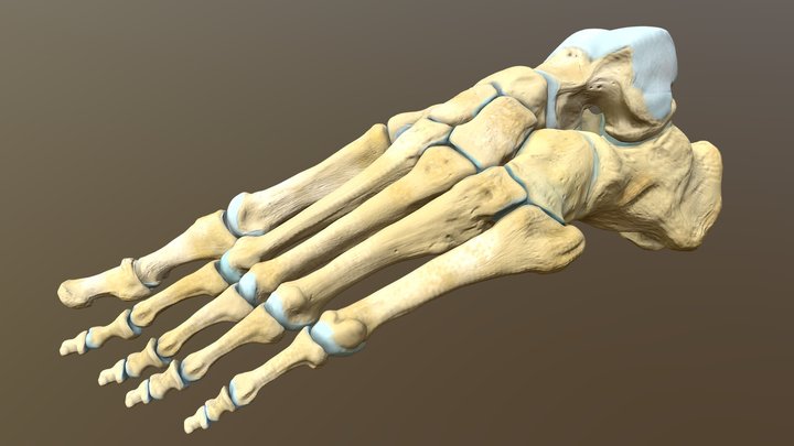 Left human foot bones 3D Model