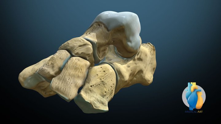 Tarsals of the foot 3D Model