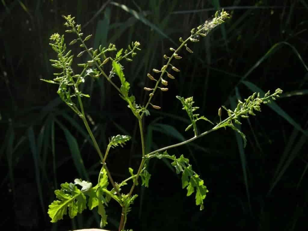 Rorippa palustris