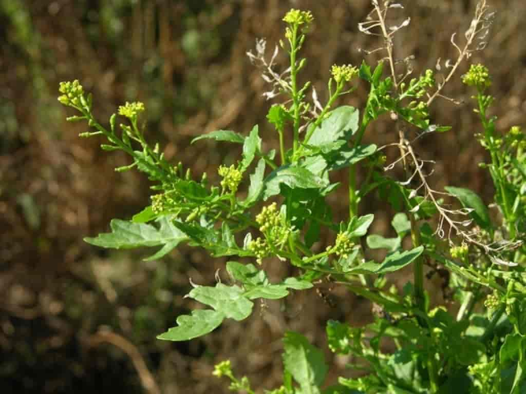 Rorippa palustris