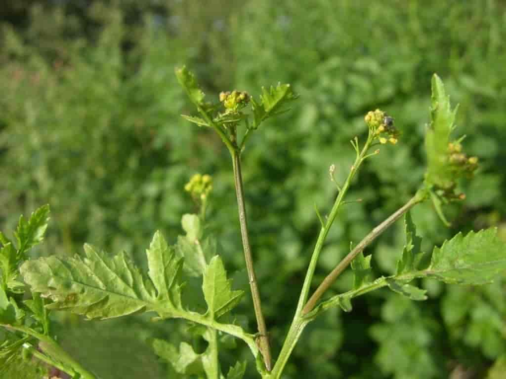 Rorippa palustris