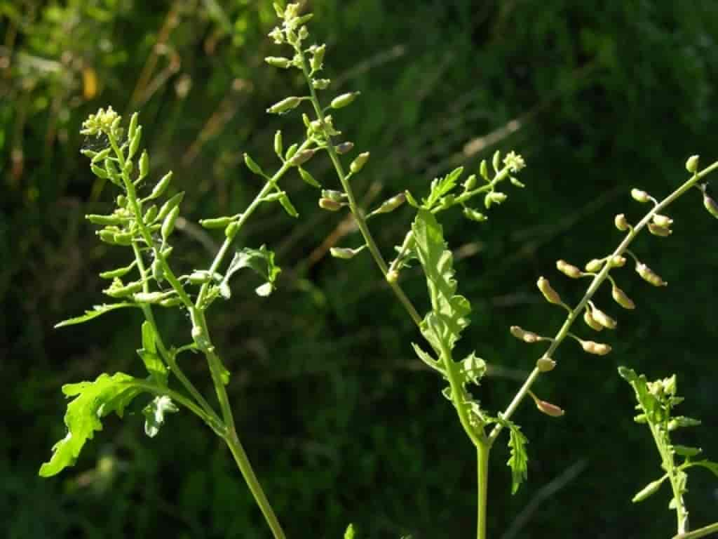 Rorippa palustris