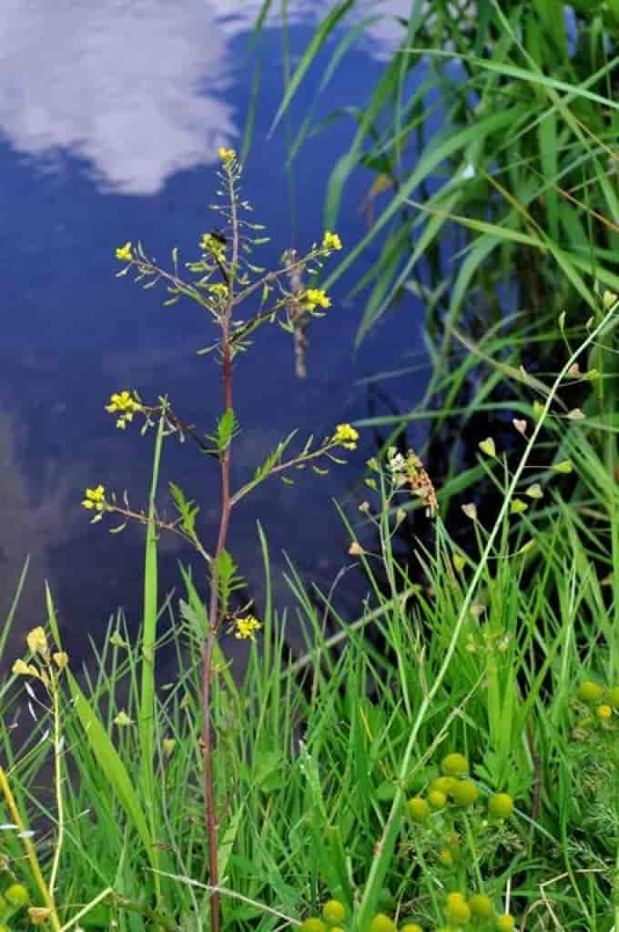 Rorippa palustris