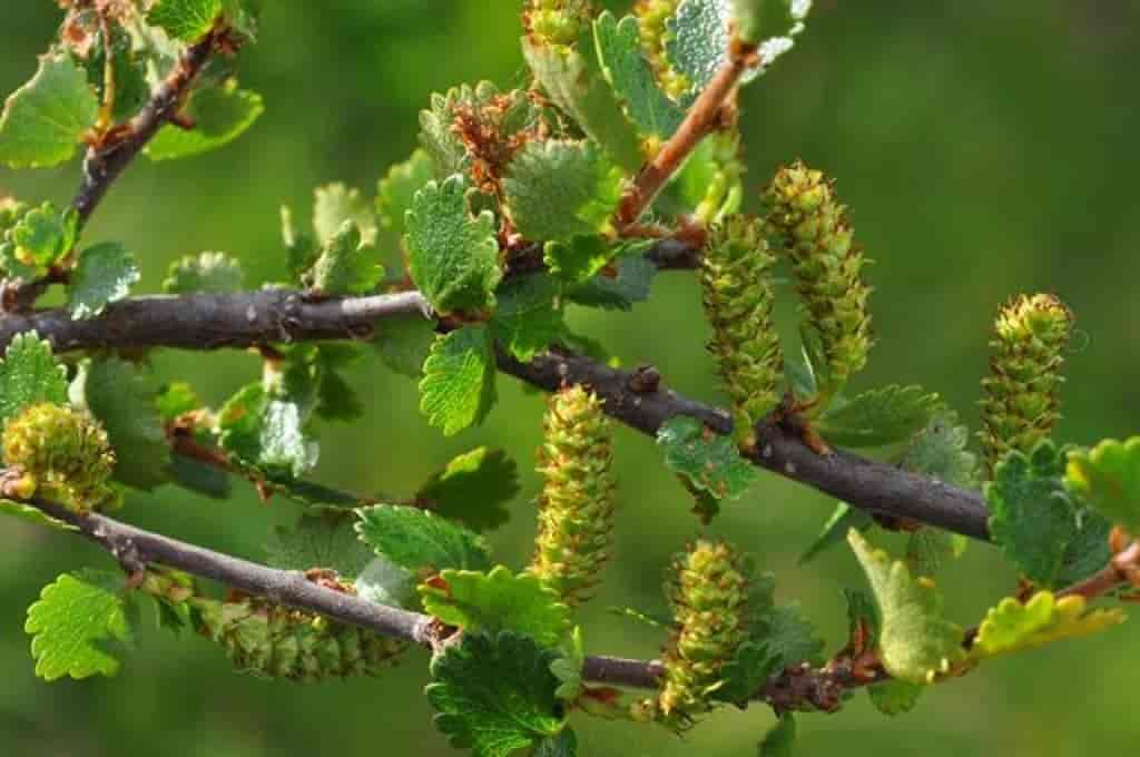 Betula nana