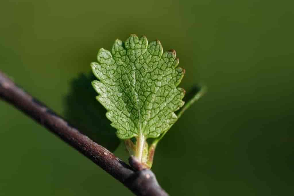 Betula nana