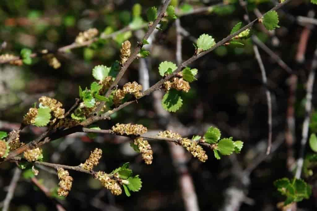 Betula nana