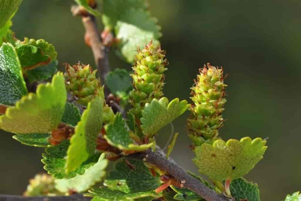 Betula nana