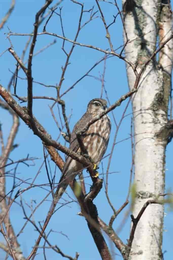 Falco columbarius