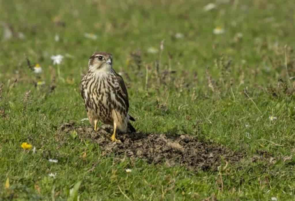 Falco columbarius