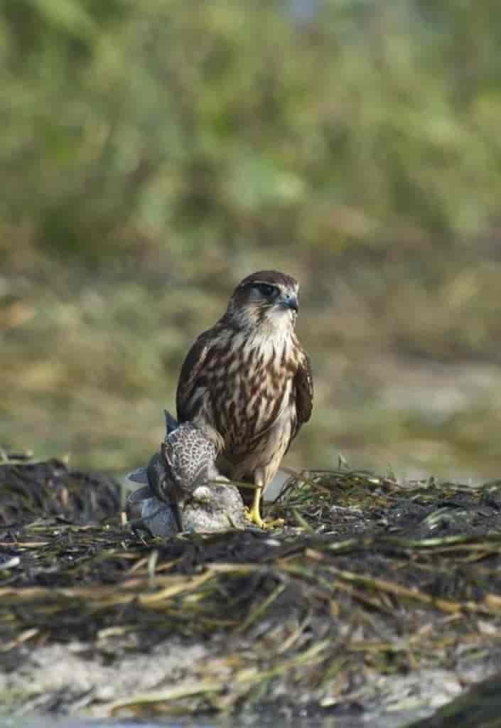 Falco columbarius