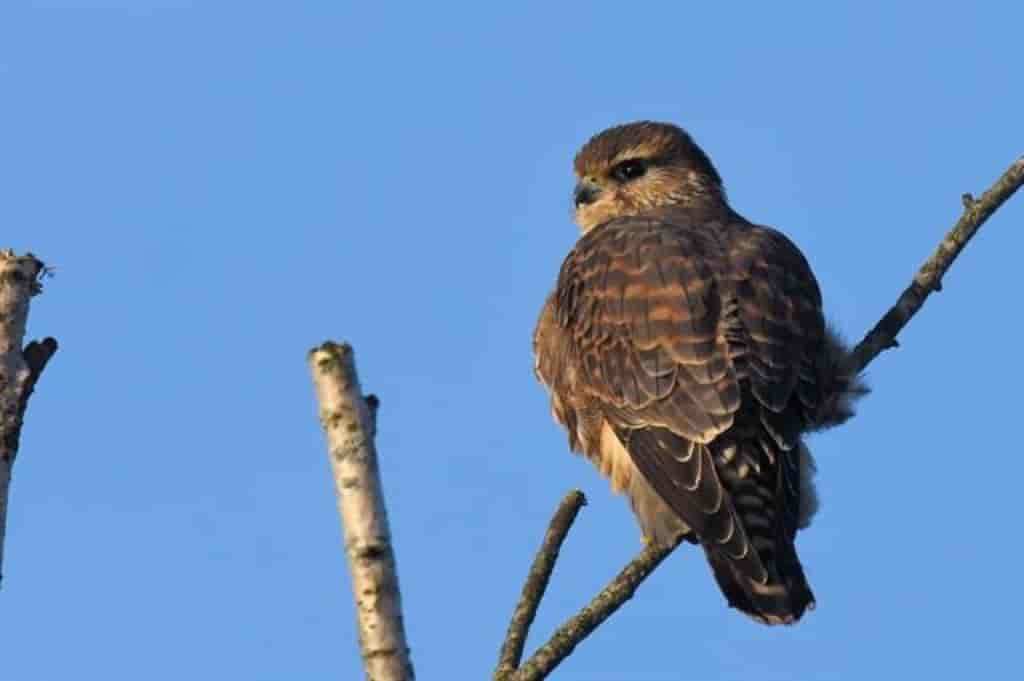 Falco columbarius