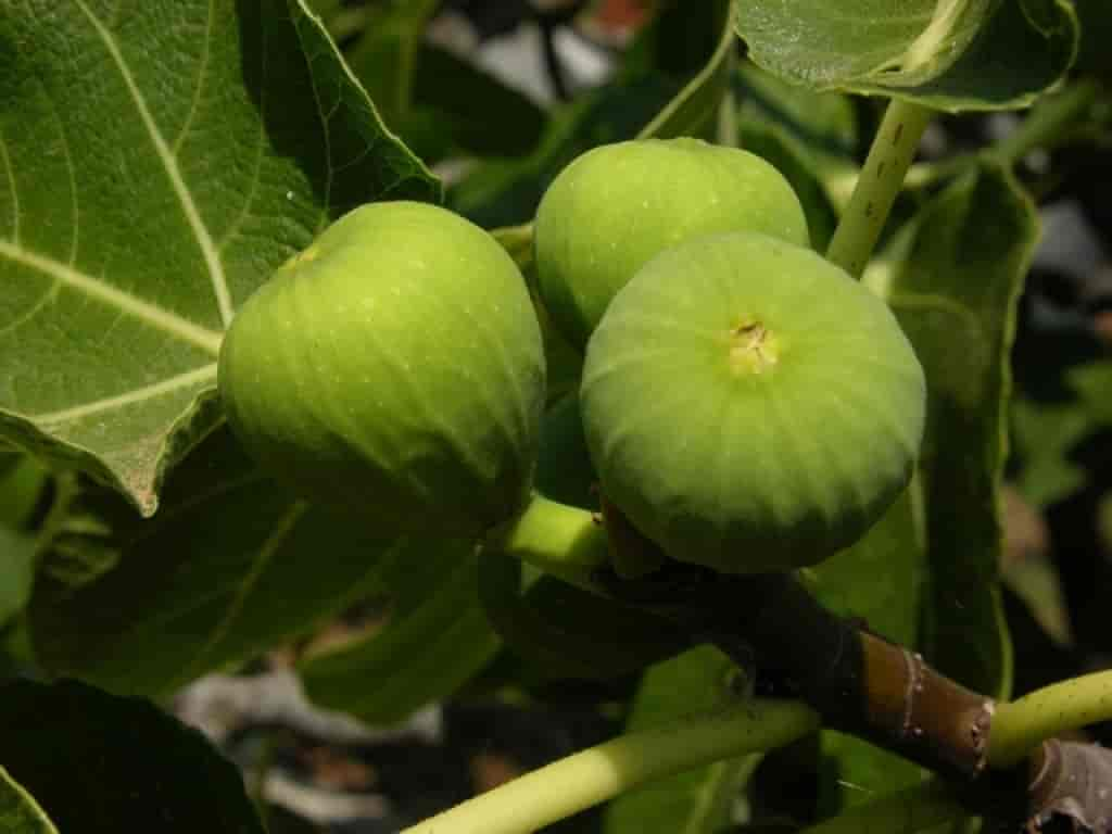 Ficus carica