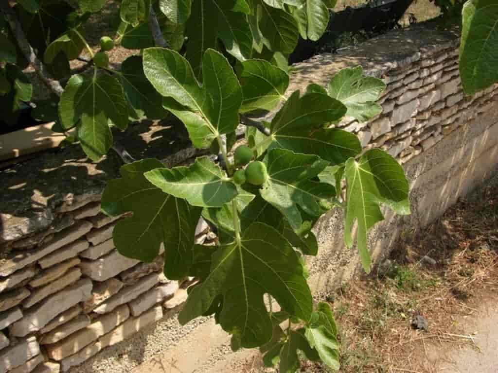 Ficus carica