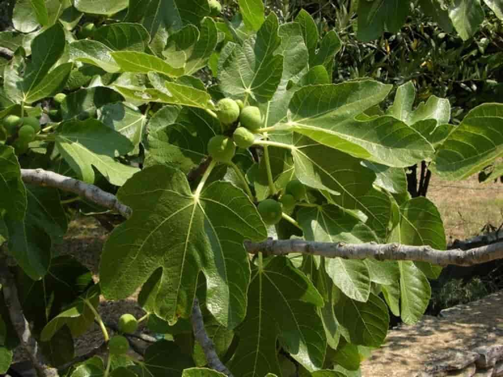 Ficus carica