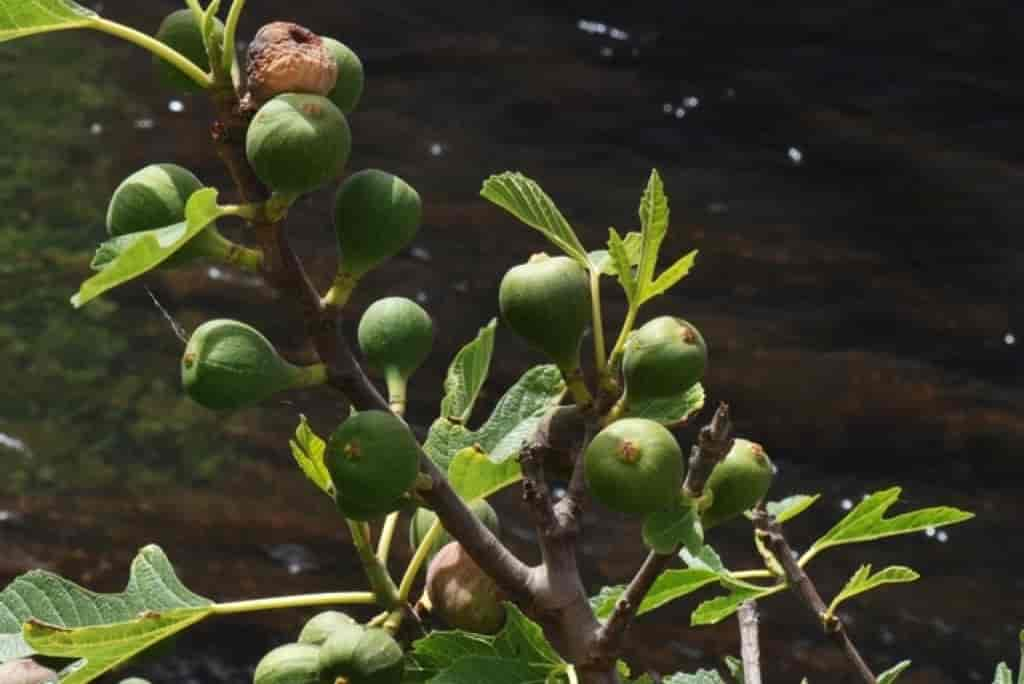 Ficus carica