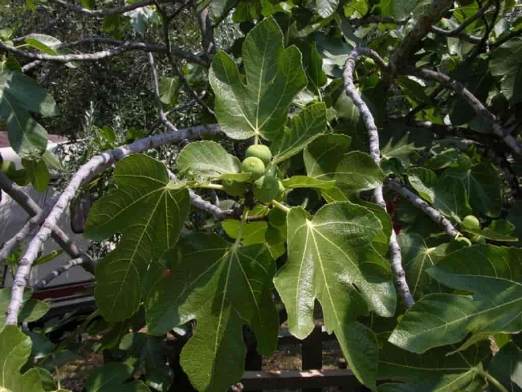 Ficus carica