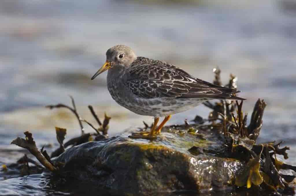 Calidris maritima