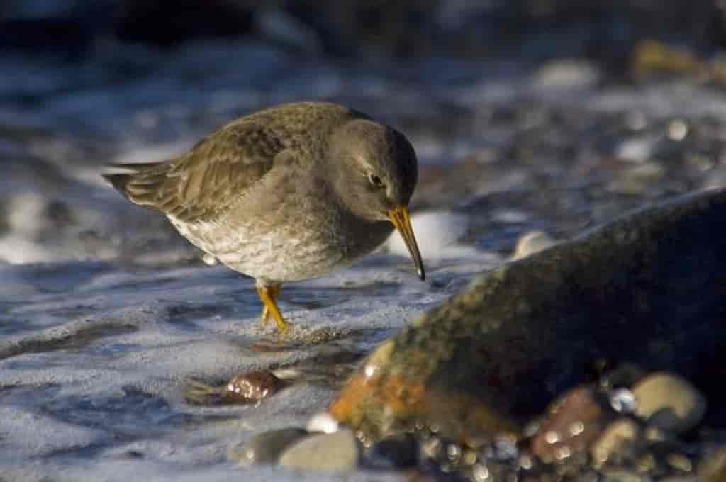 Calidris maritima