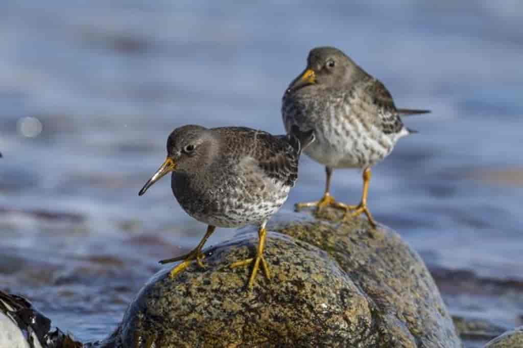 Calidris maritima