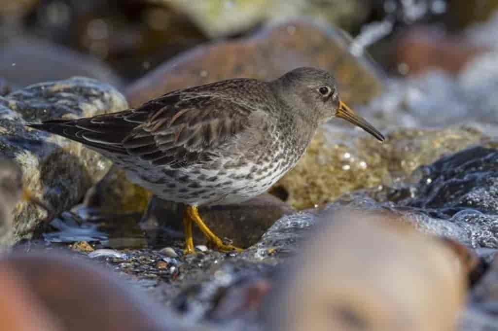 Calidris maritima