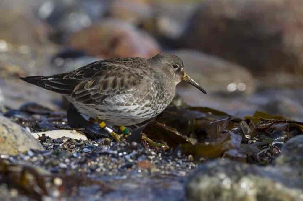 Calidris maritima