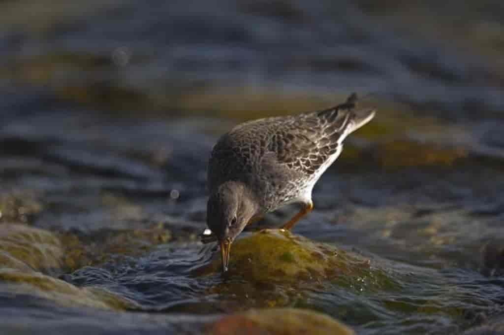 Calidris maritima