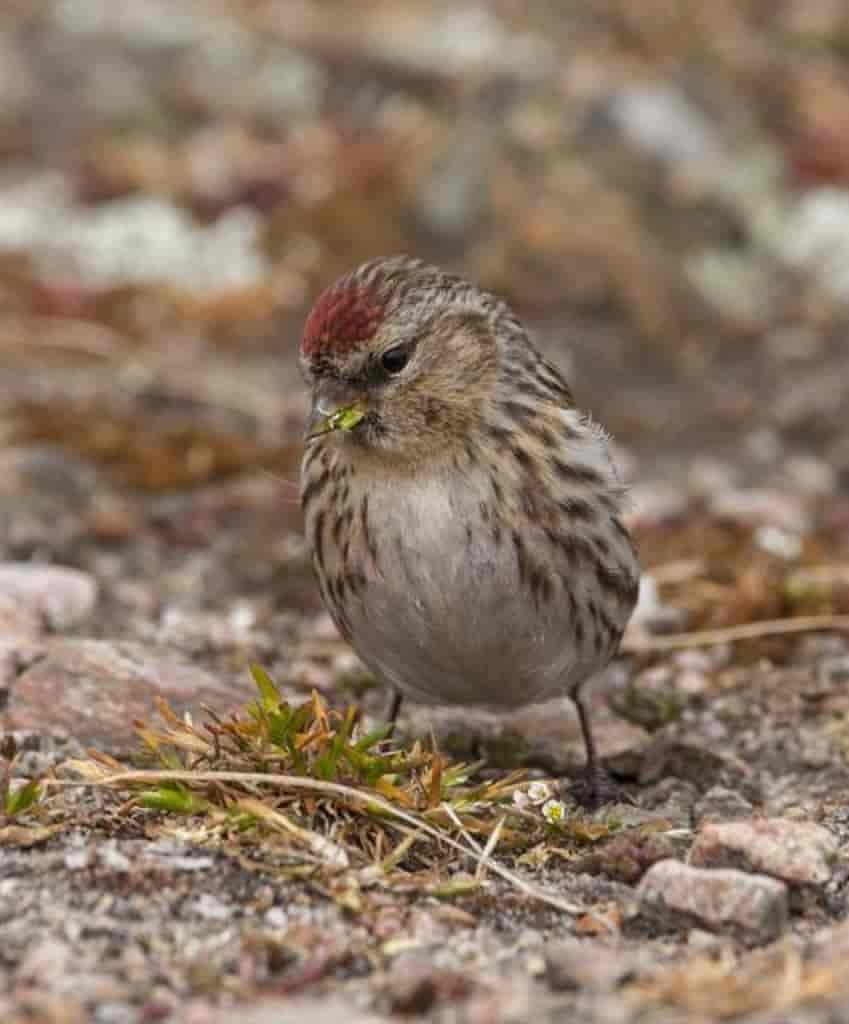 Carduelis flammea