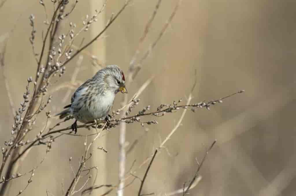 Carduelis flammea