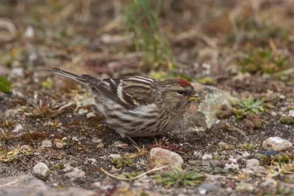 Carduelis flammea