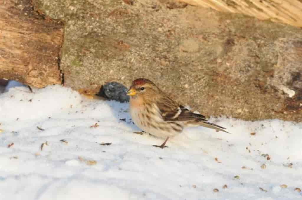 Carduelis flammea