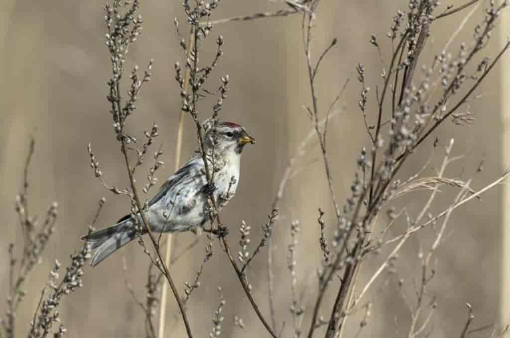 Carduelis flammea