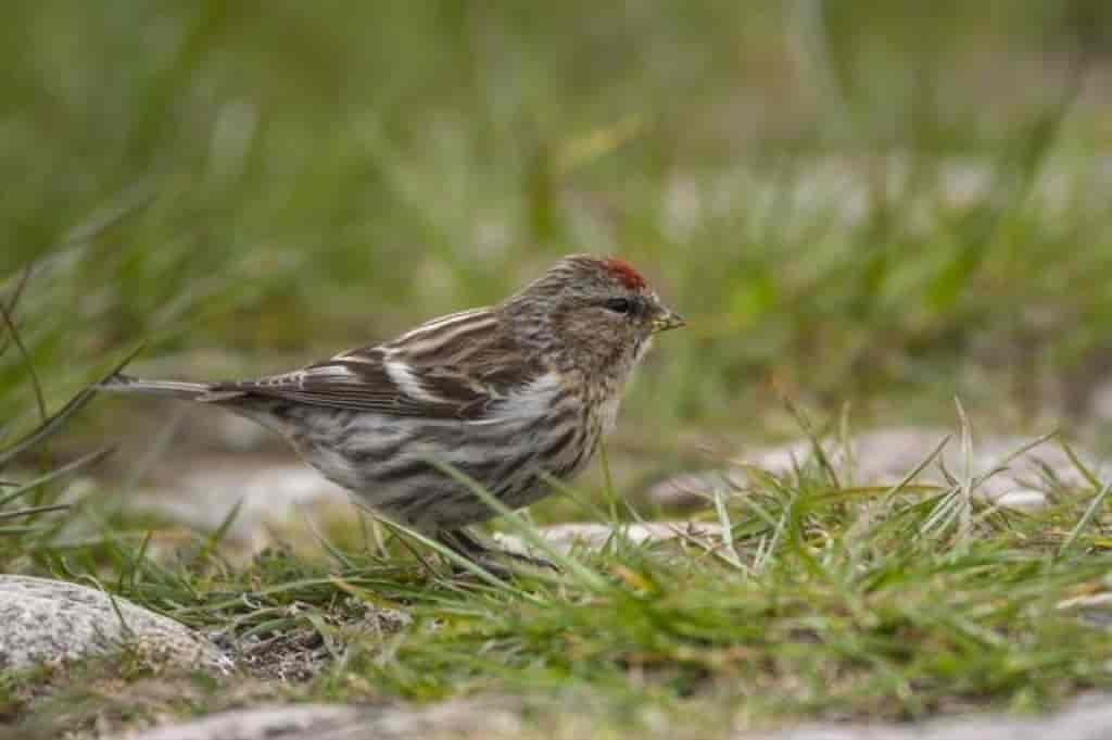 Carduelis flammea