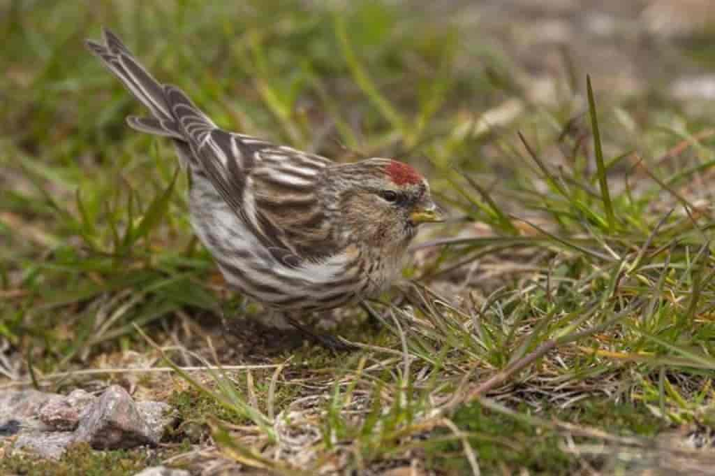 Carduelis flammea