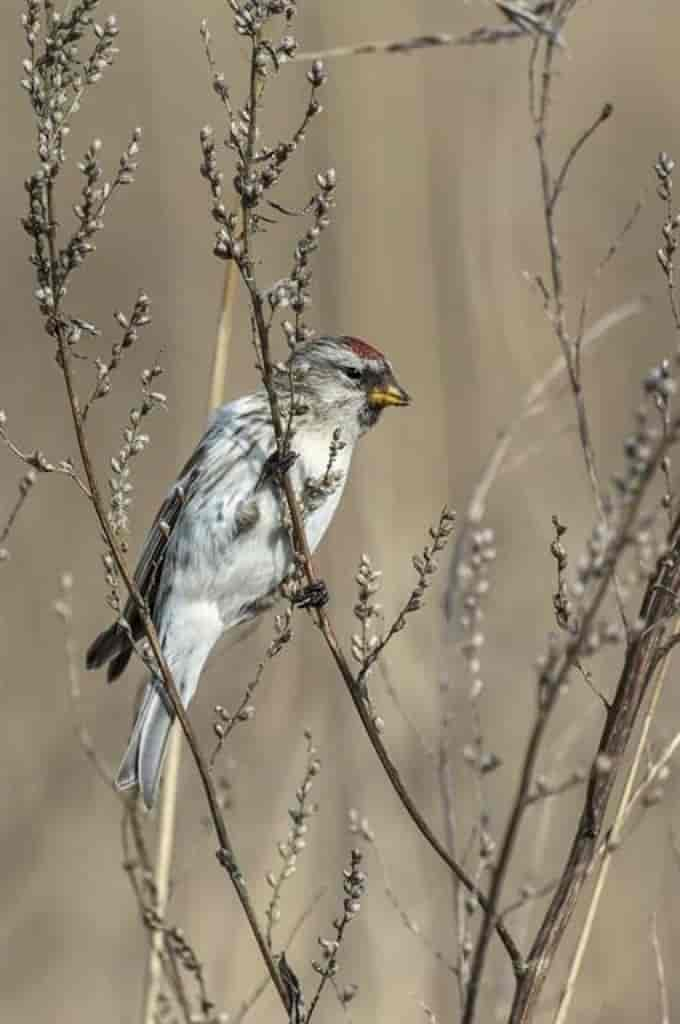 Carduelis flammea