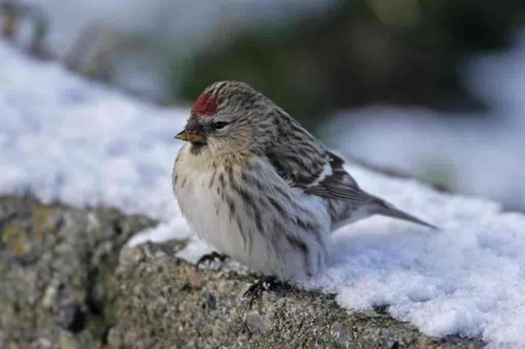 Carduelis flammea