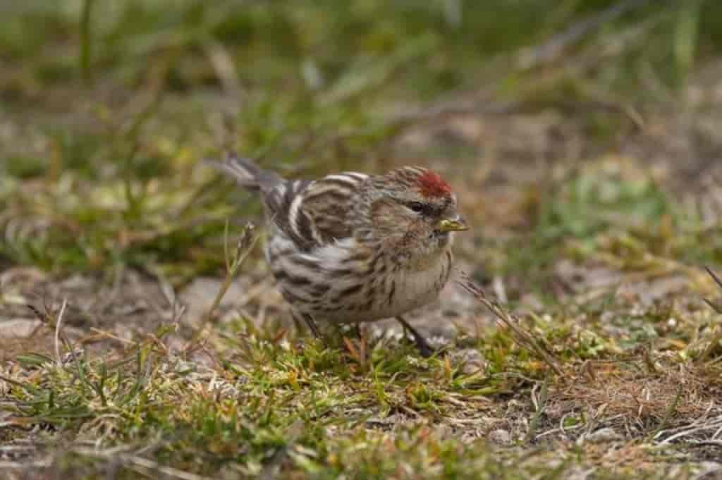 Carduelis flammea