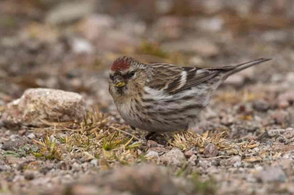 Carduelis flammea